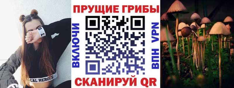 omg зеркало  цены   Ноябрьск  Псилоцибиновые грибы Cubensis 